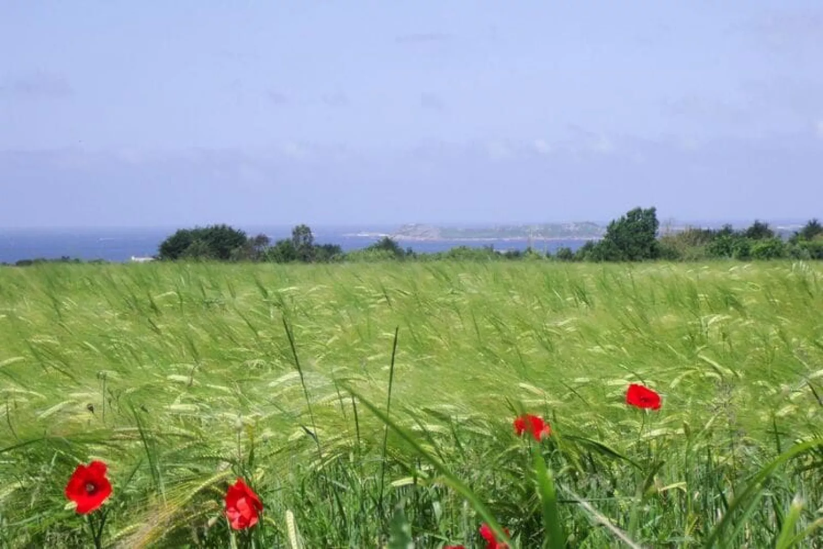 Holiday home, Trédrez-Locquémeau-Grand gîte-Uitzicht zomer