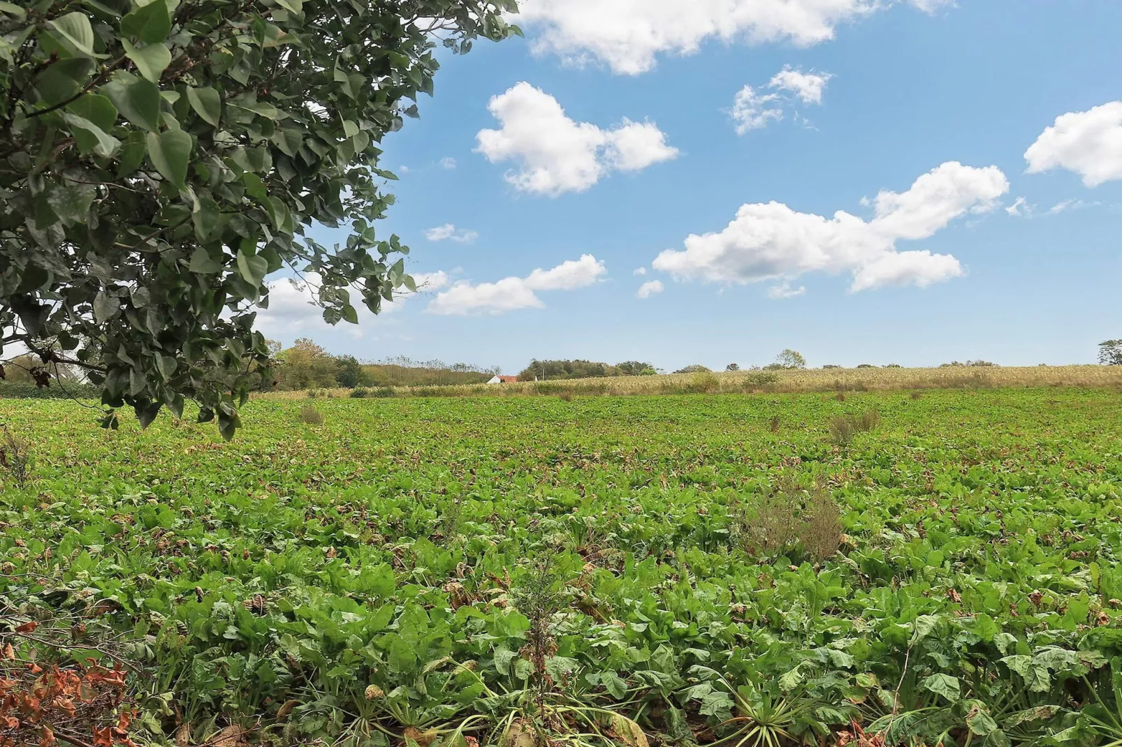 4 persoons vakantie huis in Millinge-By Traum-Uitzicht
