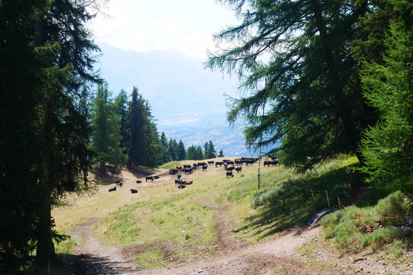 Cransalpin-Gebieden zomer 1km