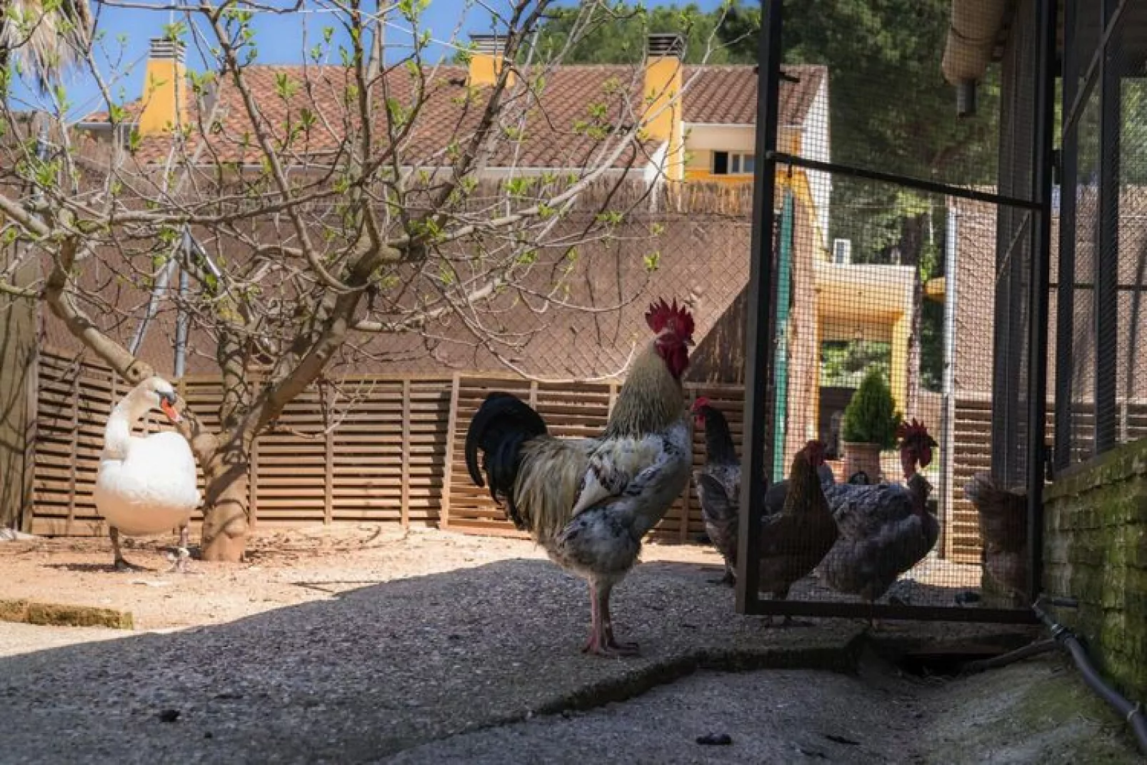 FH in las Jaras - CT 102 CO 6PAX-Tuinen zomer