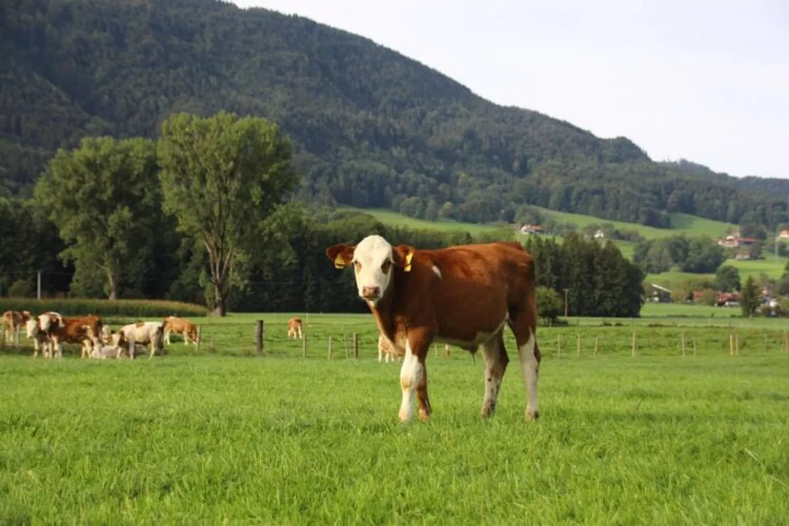 Chalet Gamsknogel Inzell-Gebieden zomer 1km