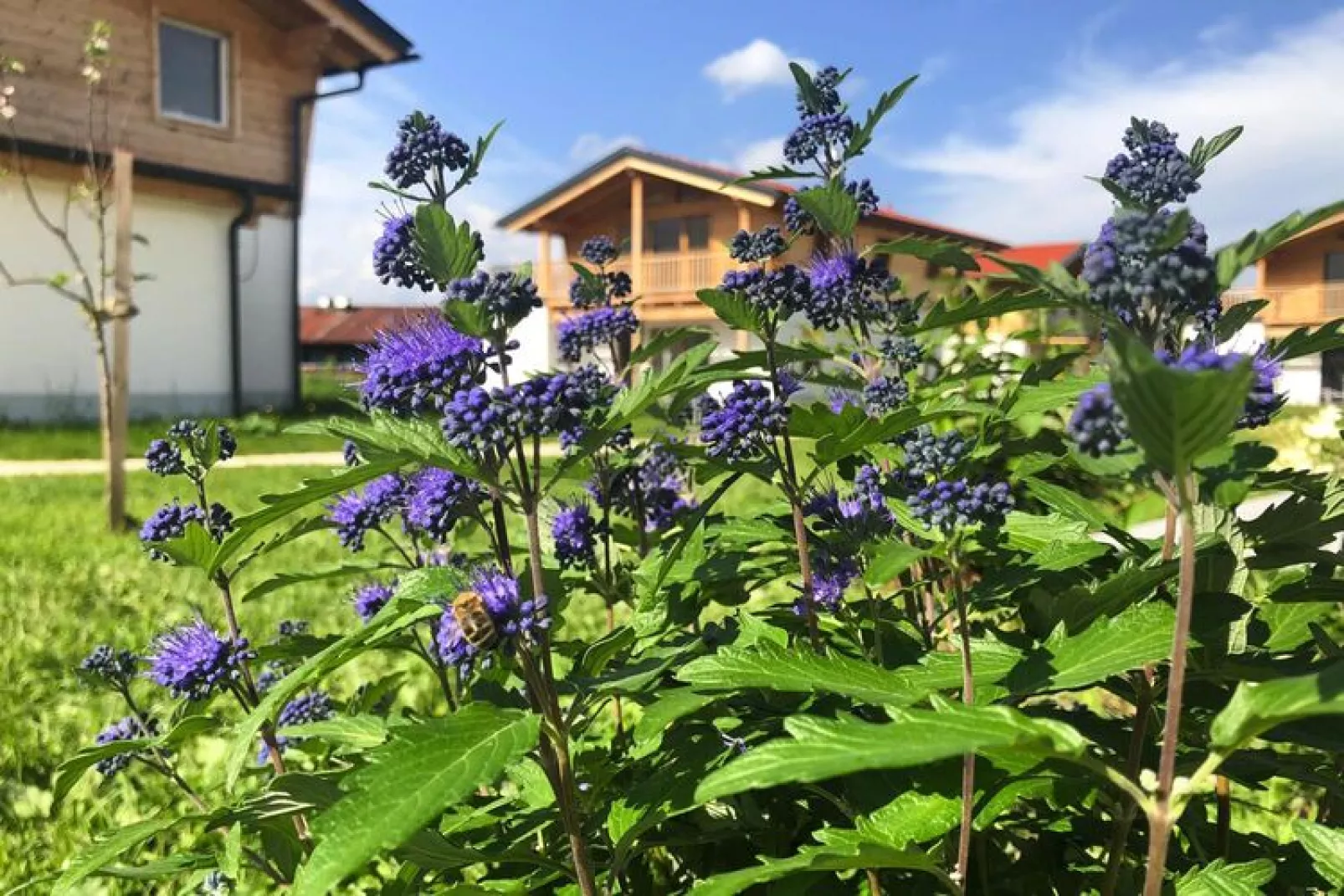 Chalet Falkenstein Inzell-Tuinen zomer