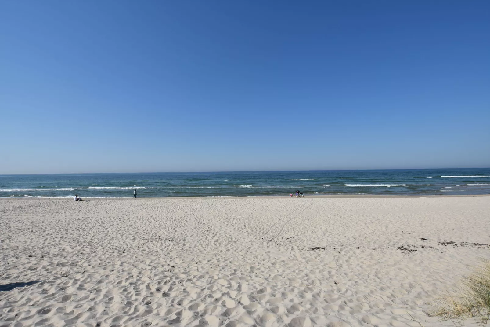 Lachmöwe 2-Gebieden zomer 20km