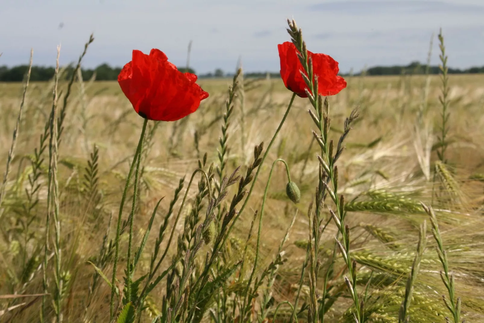 Gutspark Meerblick C-Gebieden zomer 1km