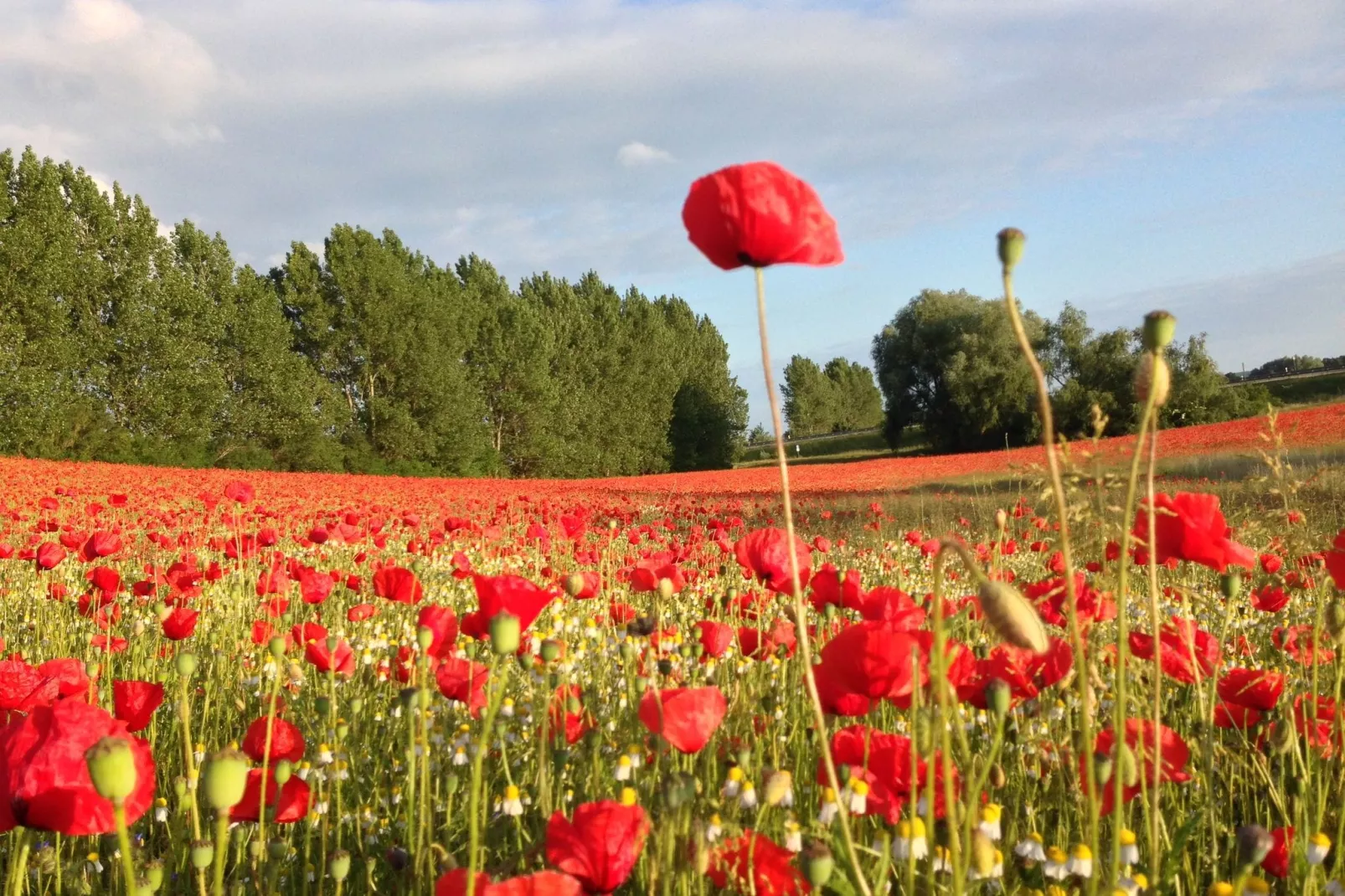 Ferienwohnung mit Gartenblick-Gebieden zomer 1km