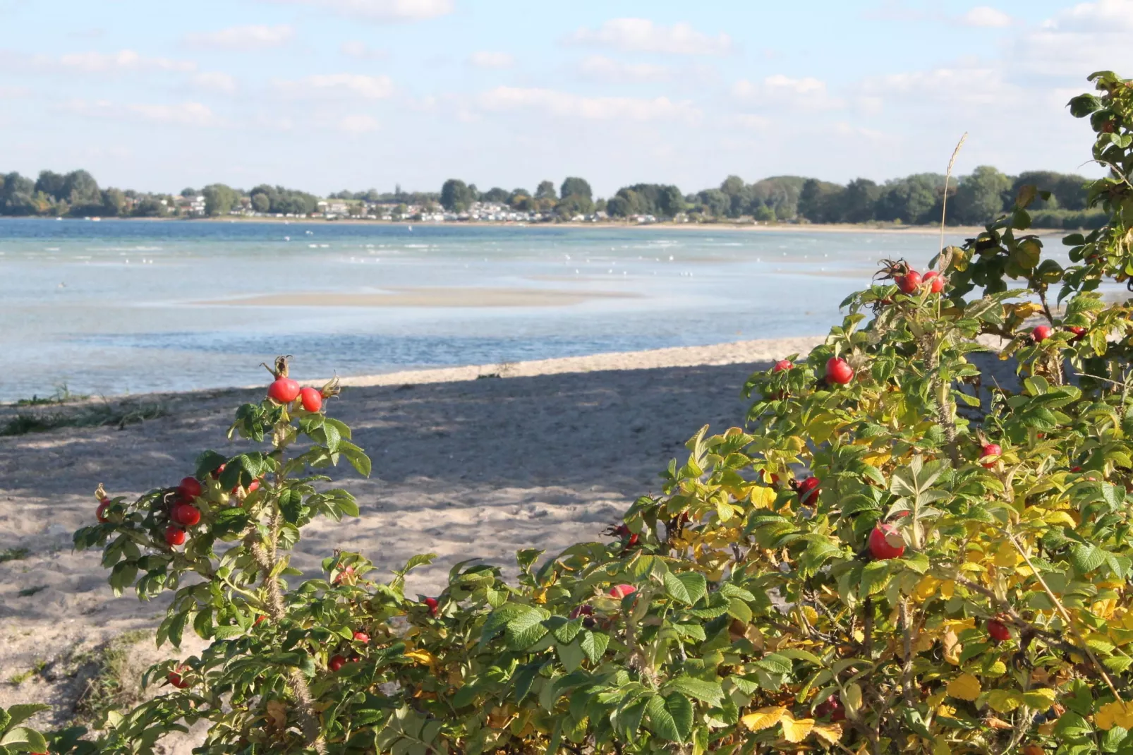 Reetdach-Gebieden zomer 1km