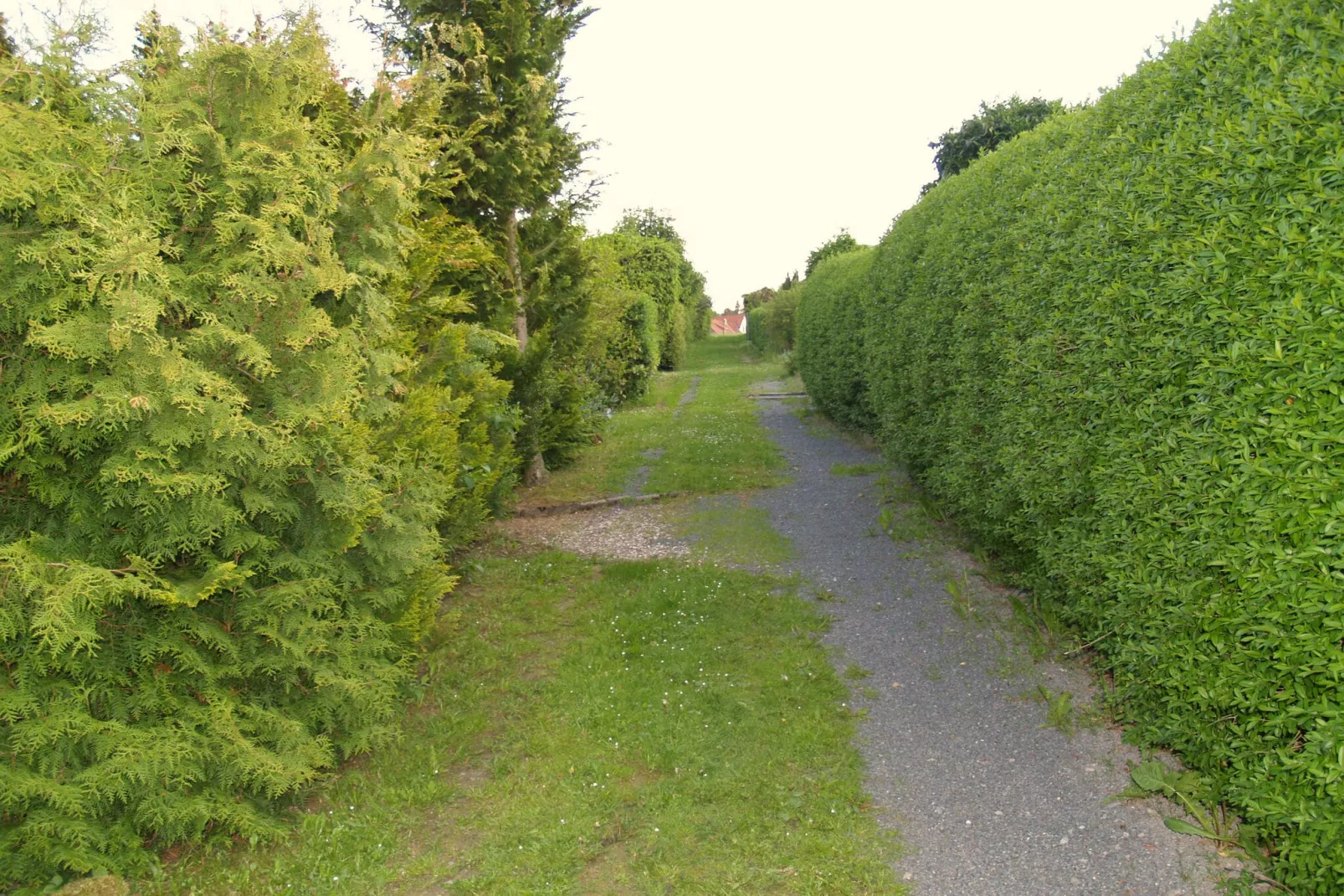 Friedrichshöhe-Gebieden zomer 1km