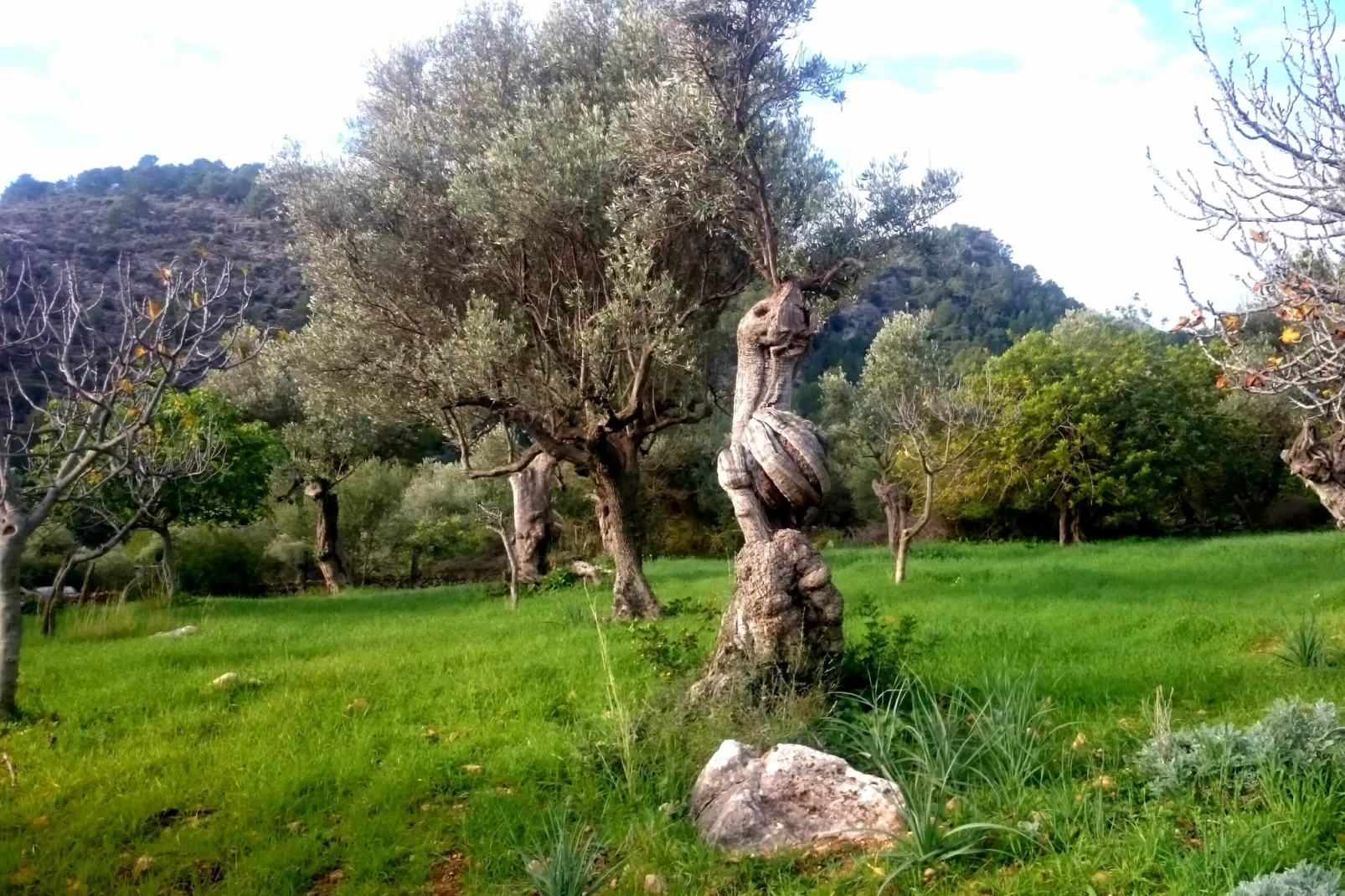 Ca Na Carme (alaronera)-Gebieden zomer 1km
