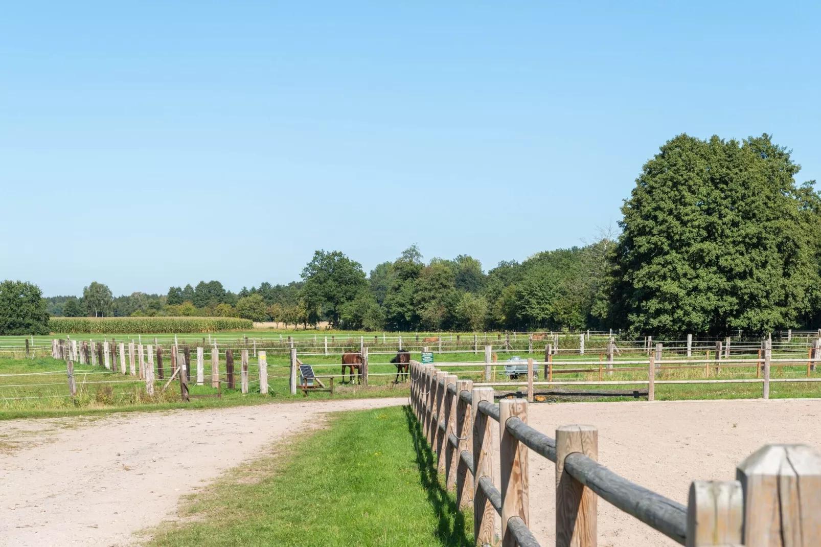 Lüneburger Heide-Gebieden zomer 5km