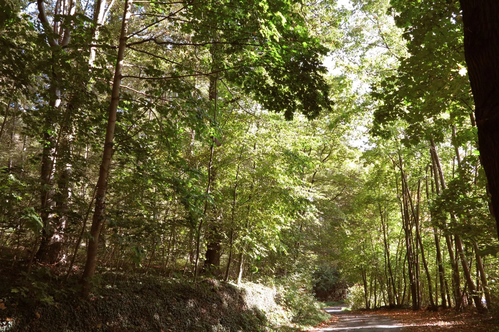 Weserbergland - Bad Pyrmont-Gebieden zomer 1km