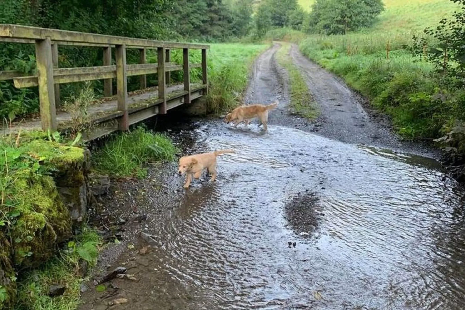 Die Alte Poststelle-Gebieden zomer 1km