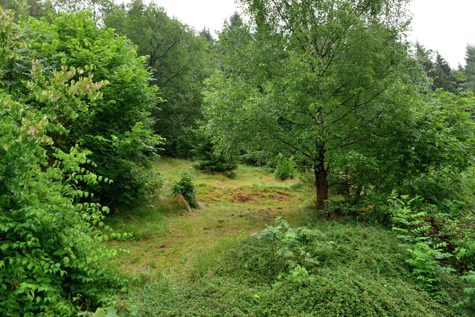 Willingen-Gebieden zomer 1km