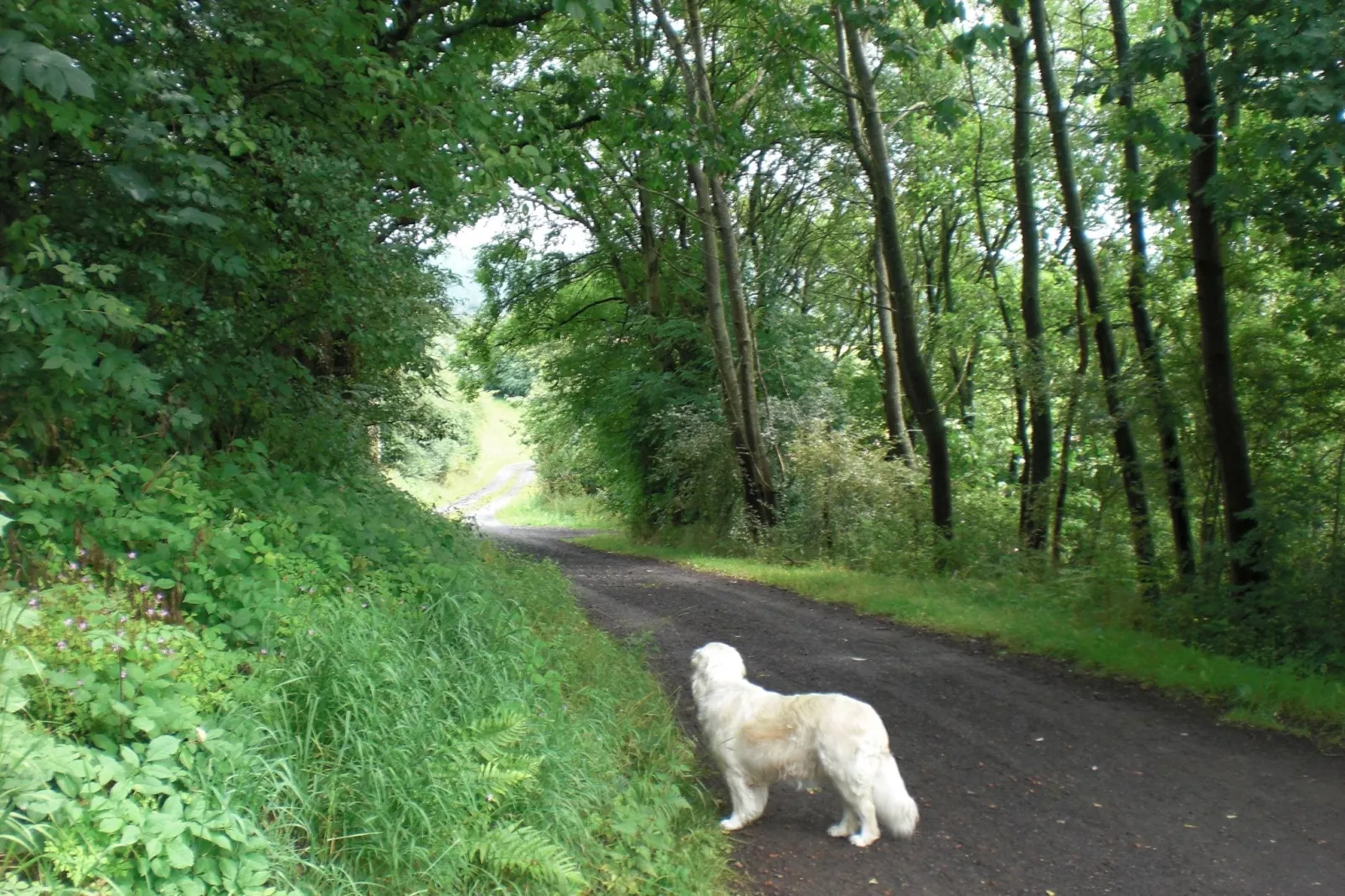 Im Knüllgebirge-Gebieden zomer 1km