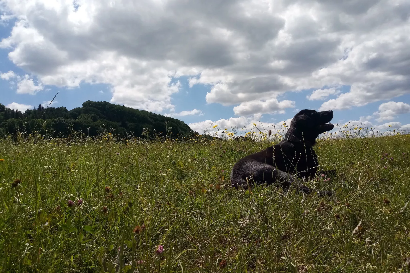 Hohe Rhön-Gebieden zomer 20km