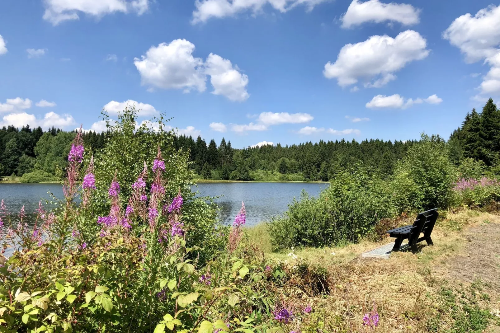 Ferienpark am Waldsee 1-Gebieden zomer 1km