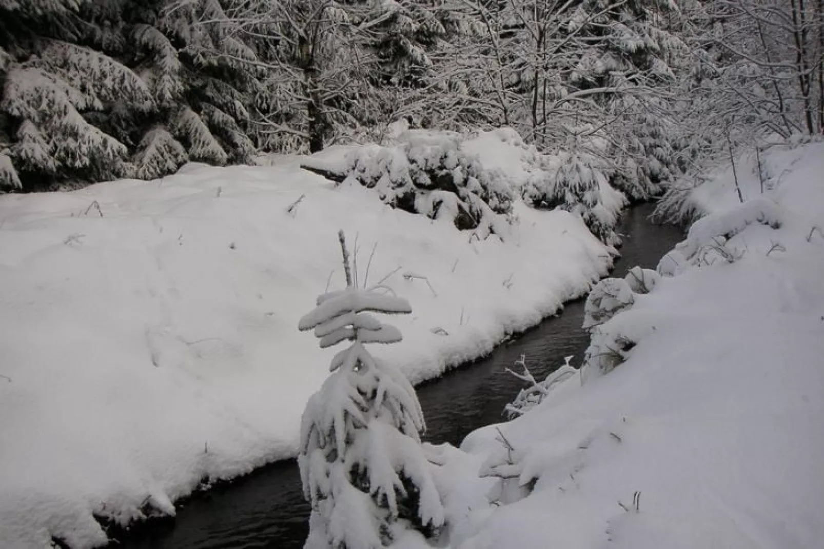 Ferienpark am Waldsee 1 - Haustierfrei-Gebied winter 5km