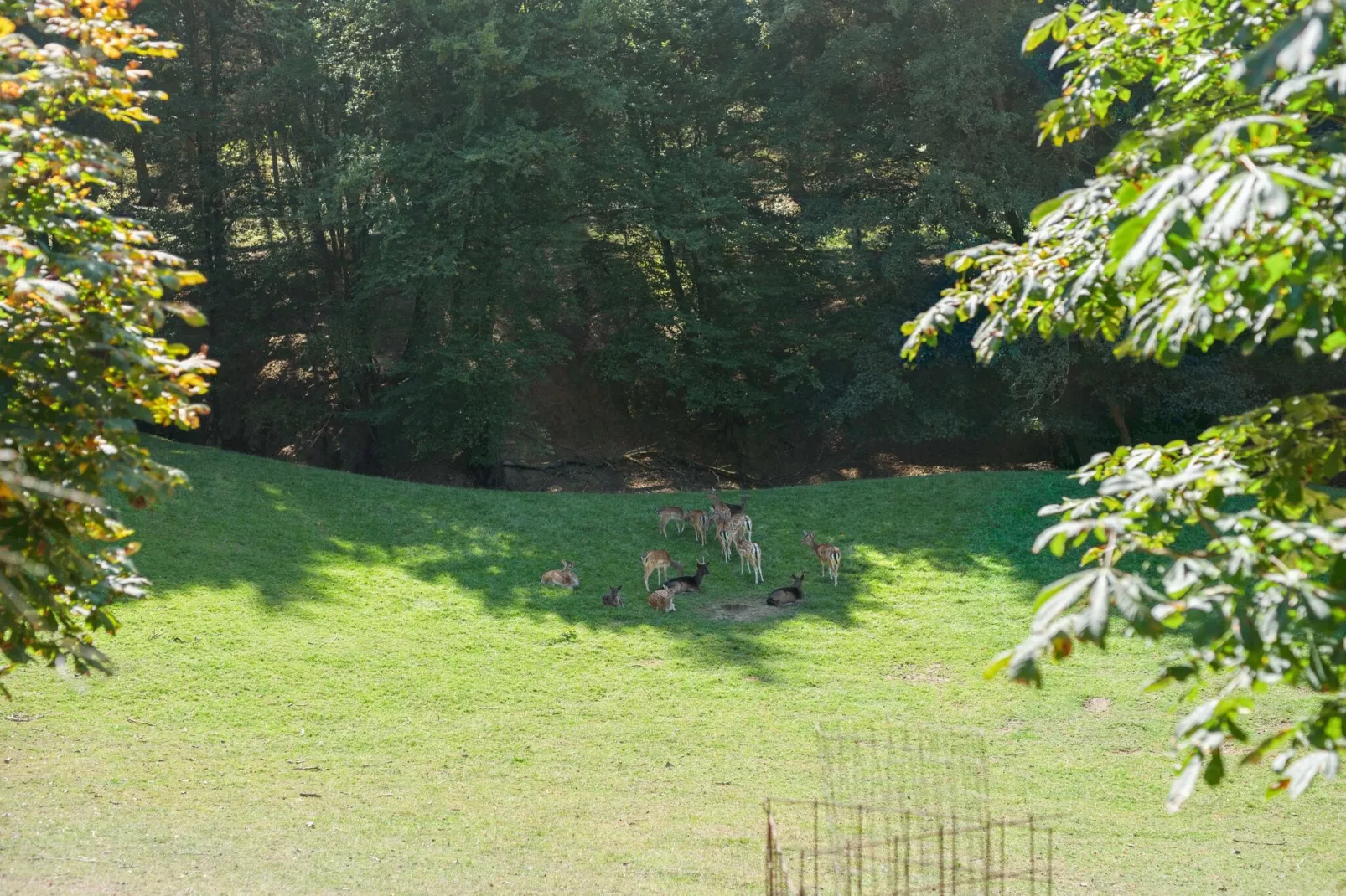 Ferienhaus zum Wäldchen-Gebieden zomer 1km