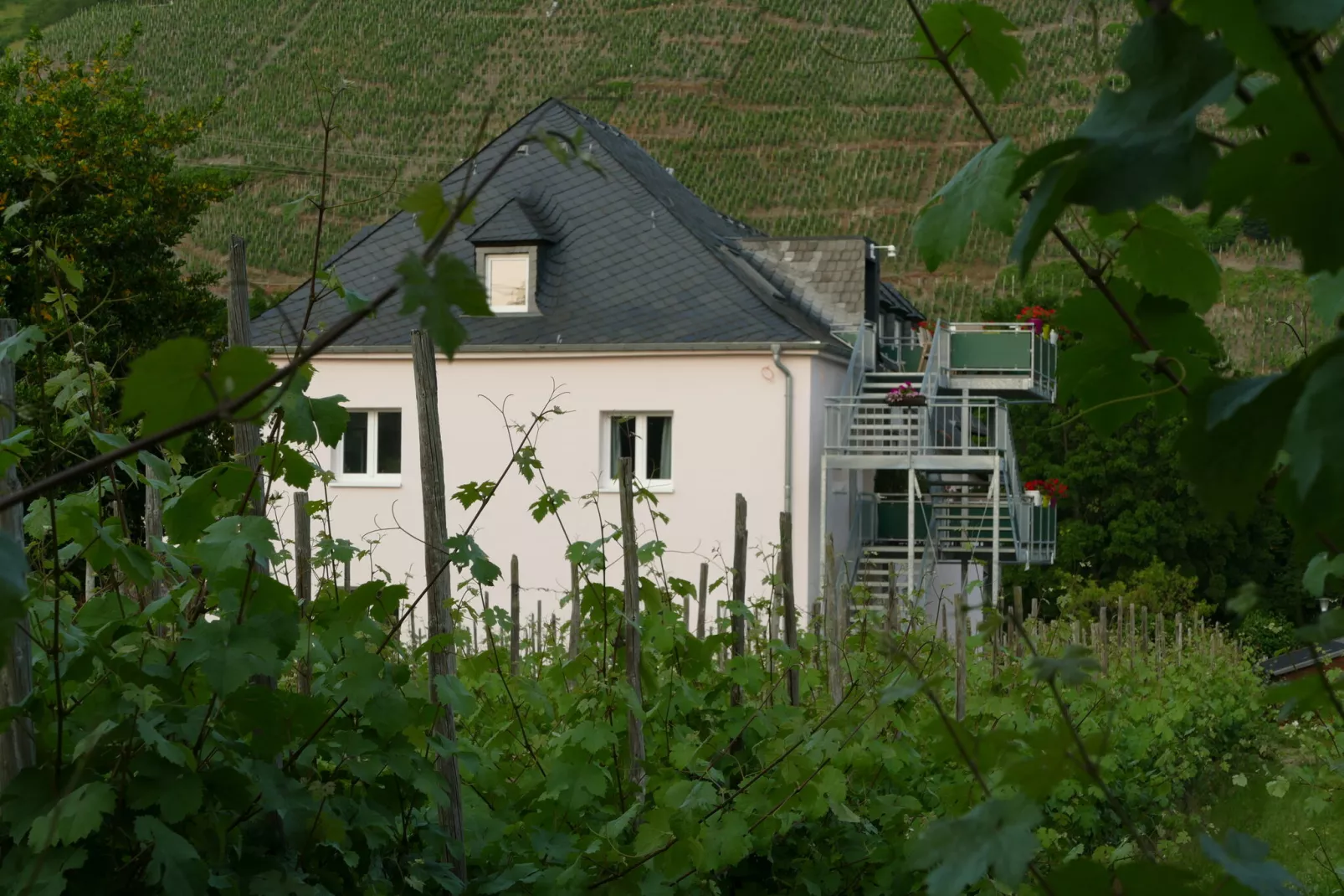 Weingut Tosta - Trittenheim / Ines - Ferien Domizil deluxe-Buitenkant zomer