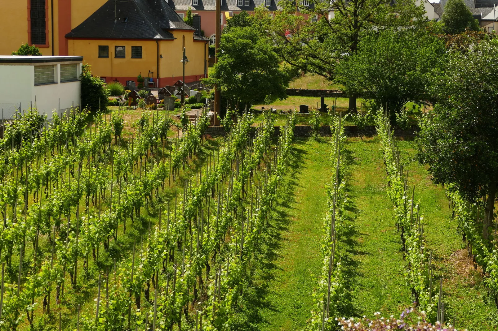 Weingut Tosta - Trittenheim / Ines - Ferien Domizil deluxe-Tuinen zomer
