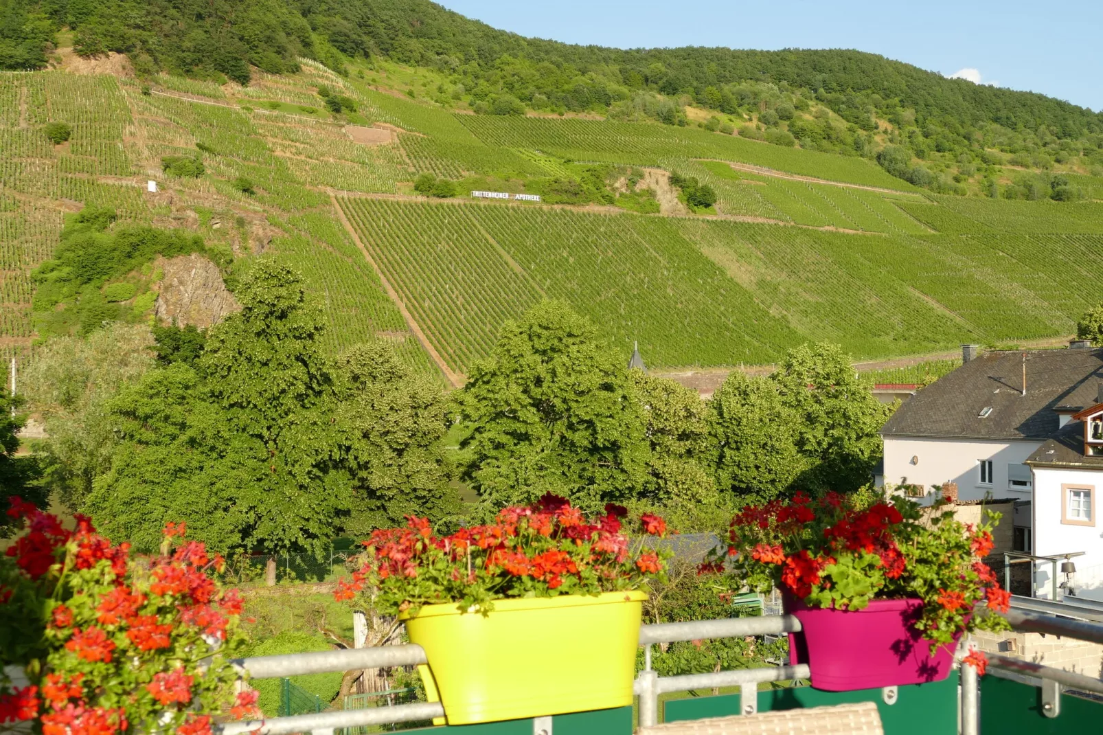 Weingut Tosta - Trittenheim / Katrin- Cara_Mia-Buitenkant zomer
