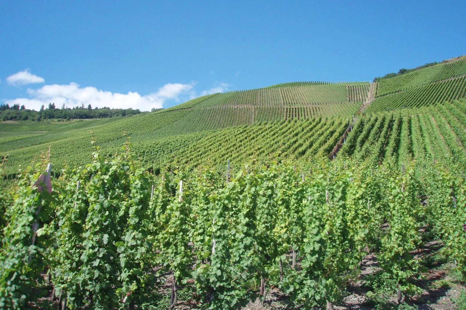 Weingut Justen-Kiebel-Gebieden zomer 1km