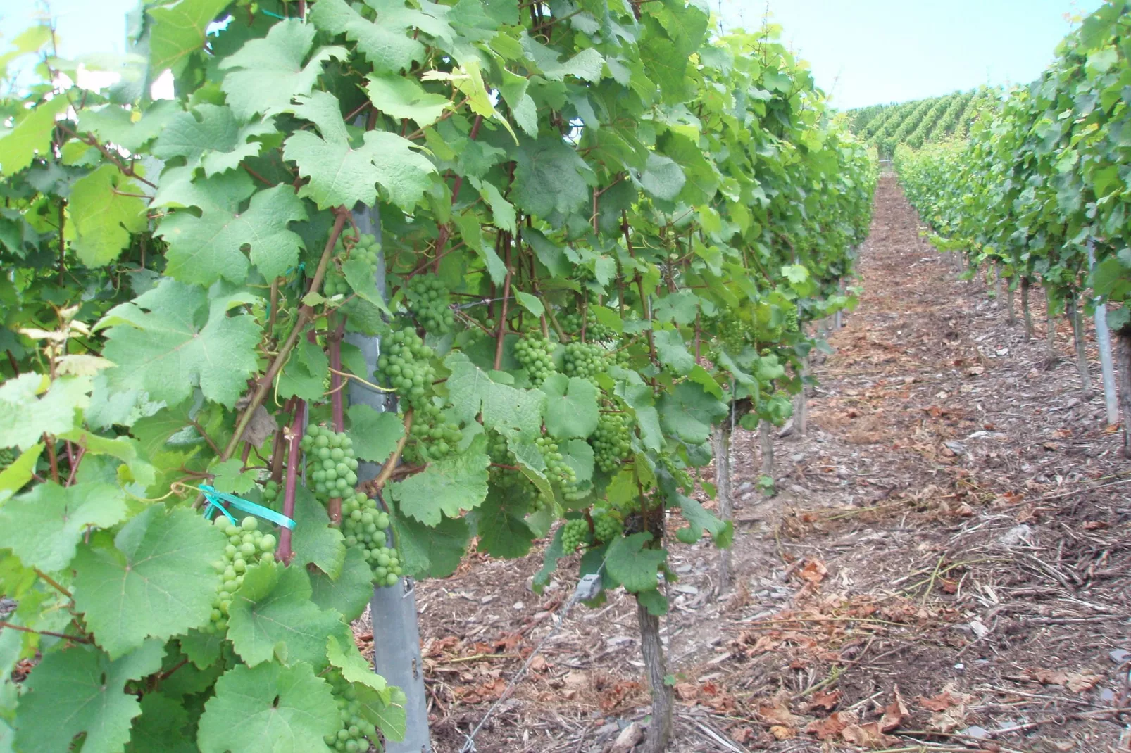 Weingut Justen-Kiebel-Gebieden zomer 1km