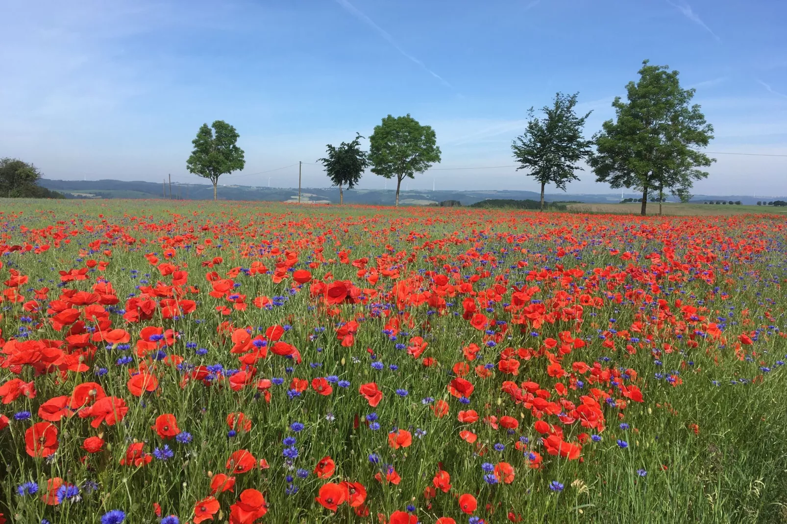 Blick zu Luxemburg-Gebieden zomer 1km