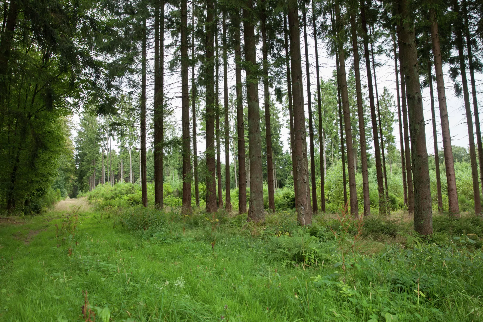 Fichtenhof-Gebieden zomer 1km