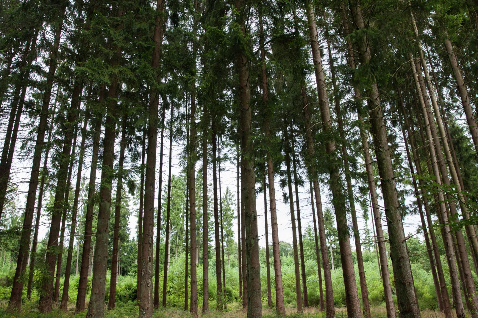 Fichtenhof-Gebieden zomer 1km