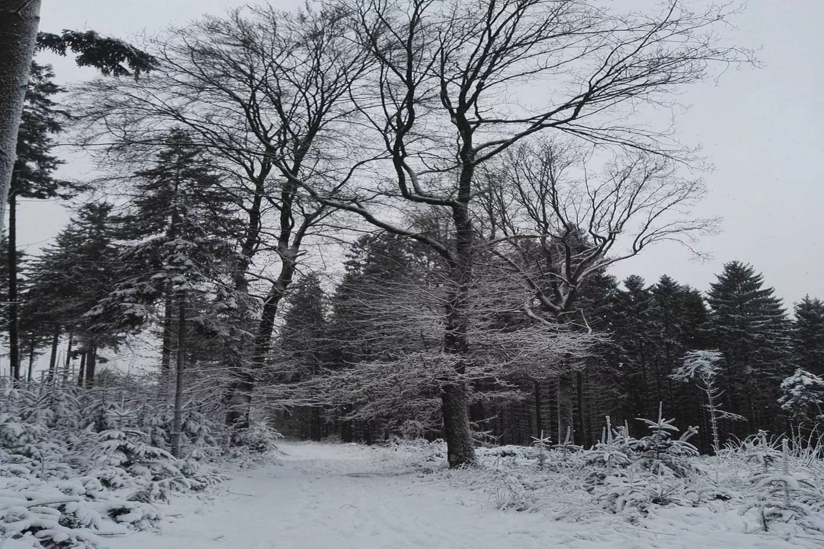 Altes Forsthaus-Gebied winter 1km