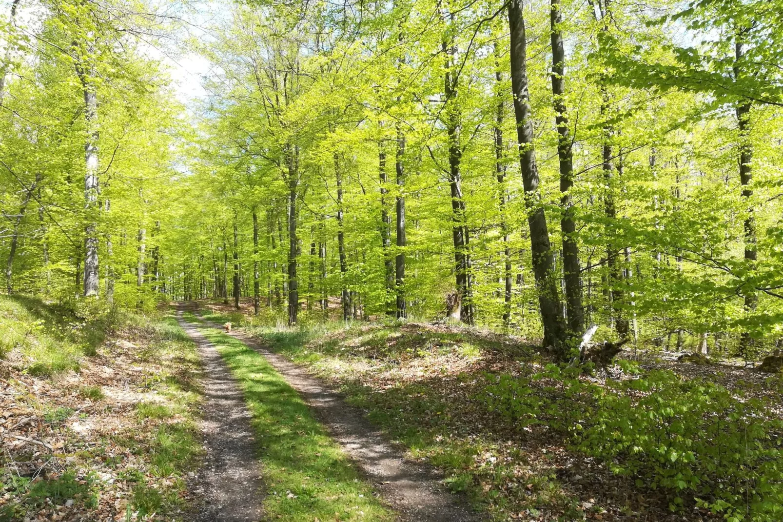 Ferienwohnung Silbecke-Gebieden zomer 1km