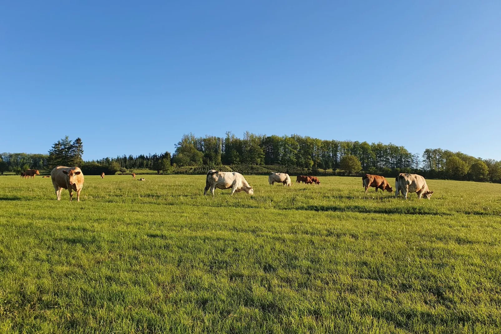 Ferienwohnung Silbecke-Gebieden zomer 1km