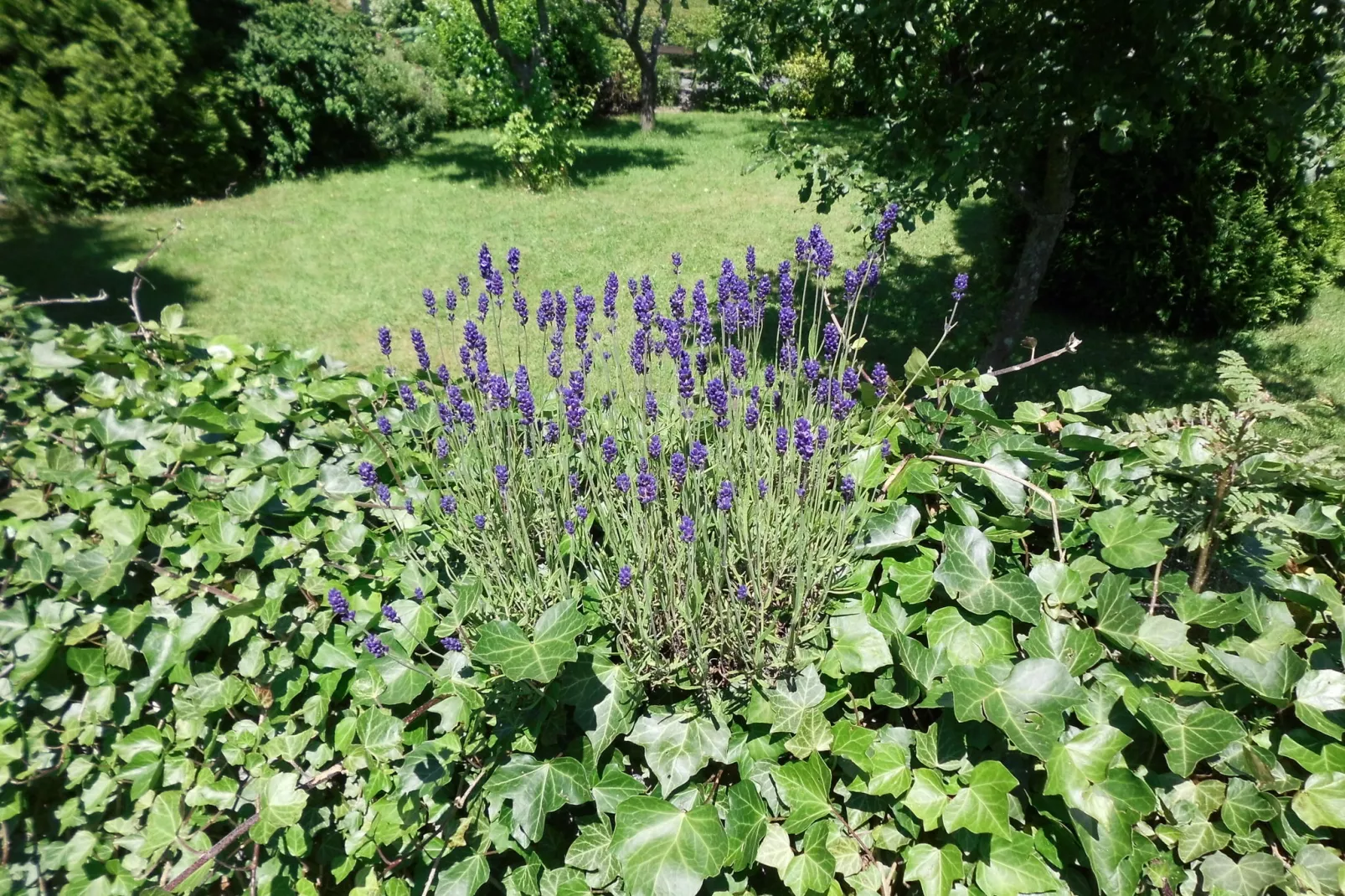 Winterberg-Uitzicht zomer