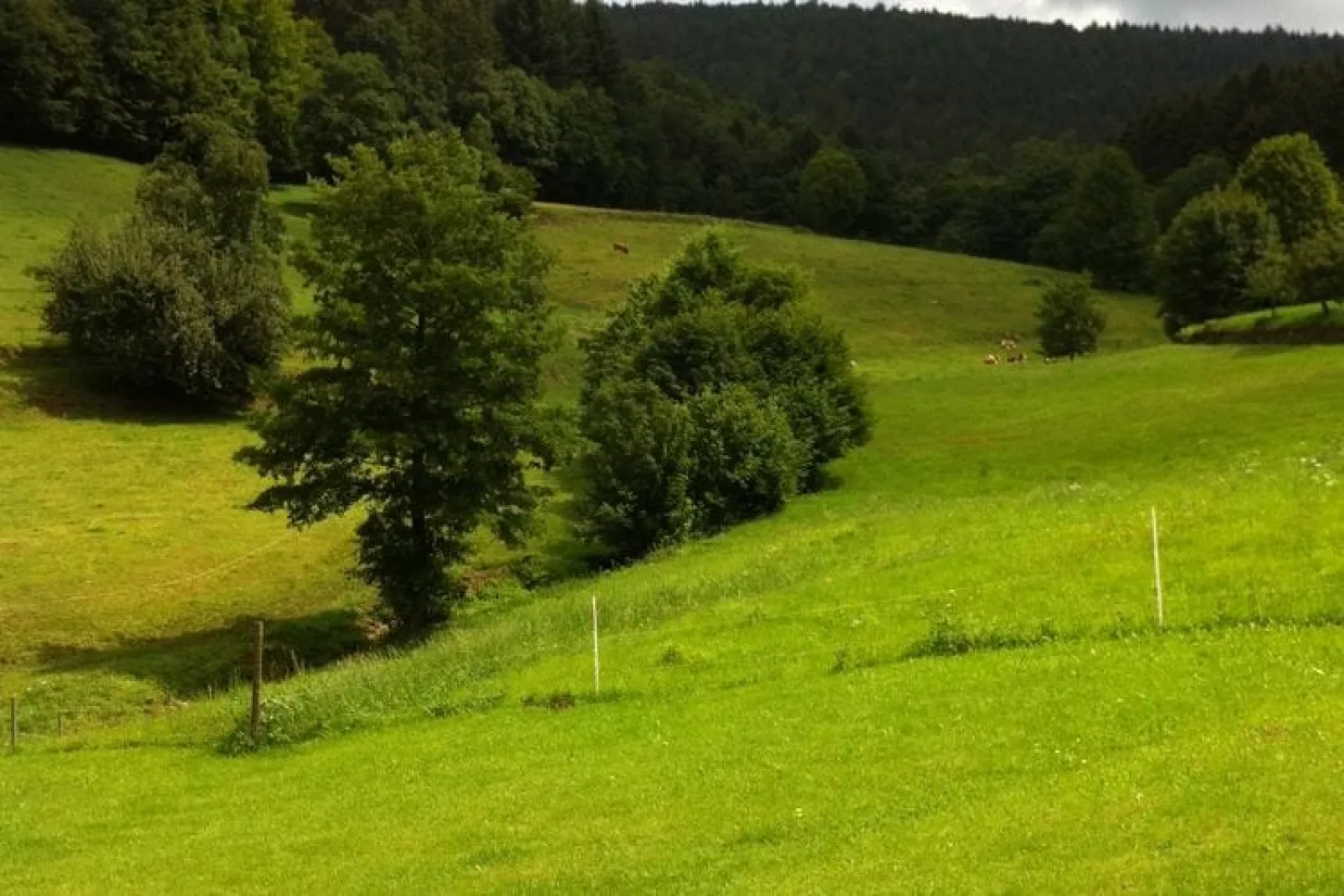 Feriendorf Waldbrunn 1-Gebieden zomer 5km