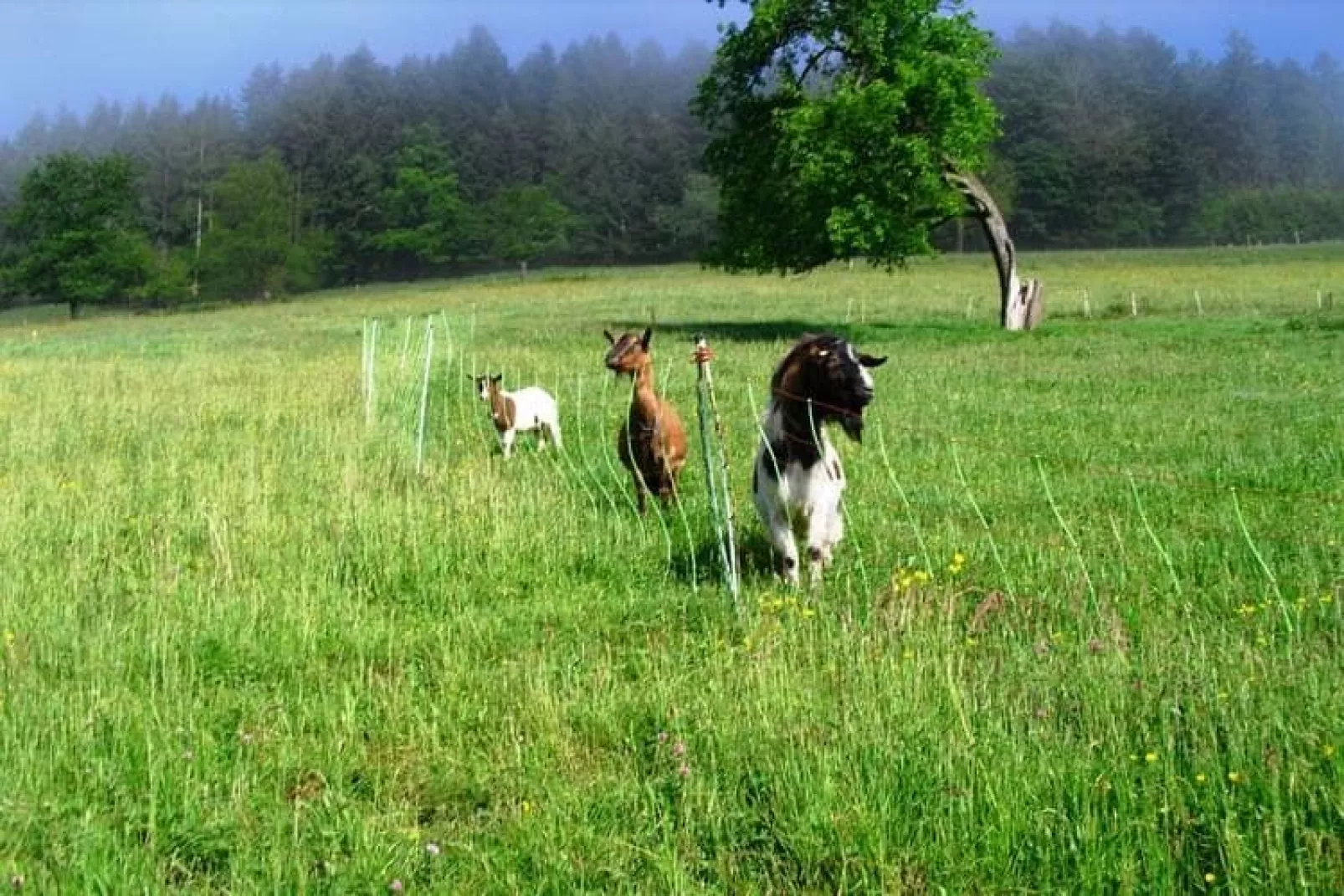 Am Stulzenhof-Gebieden zomer 1km