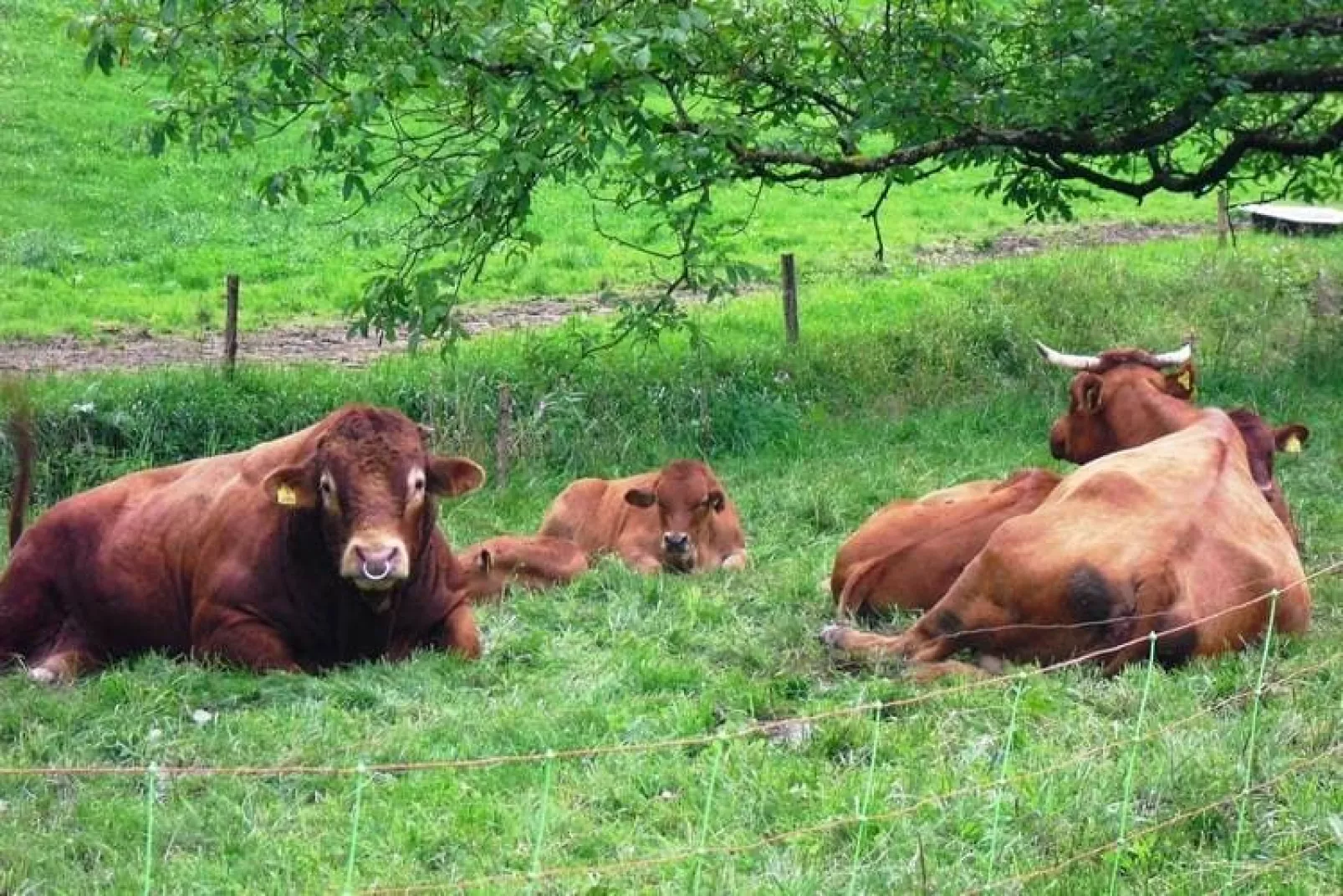 Am Stulzenhof-Gebieden zomer 1km