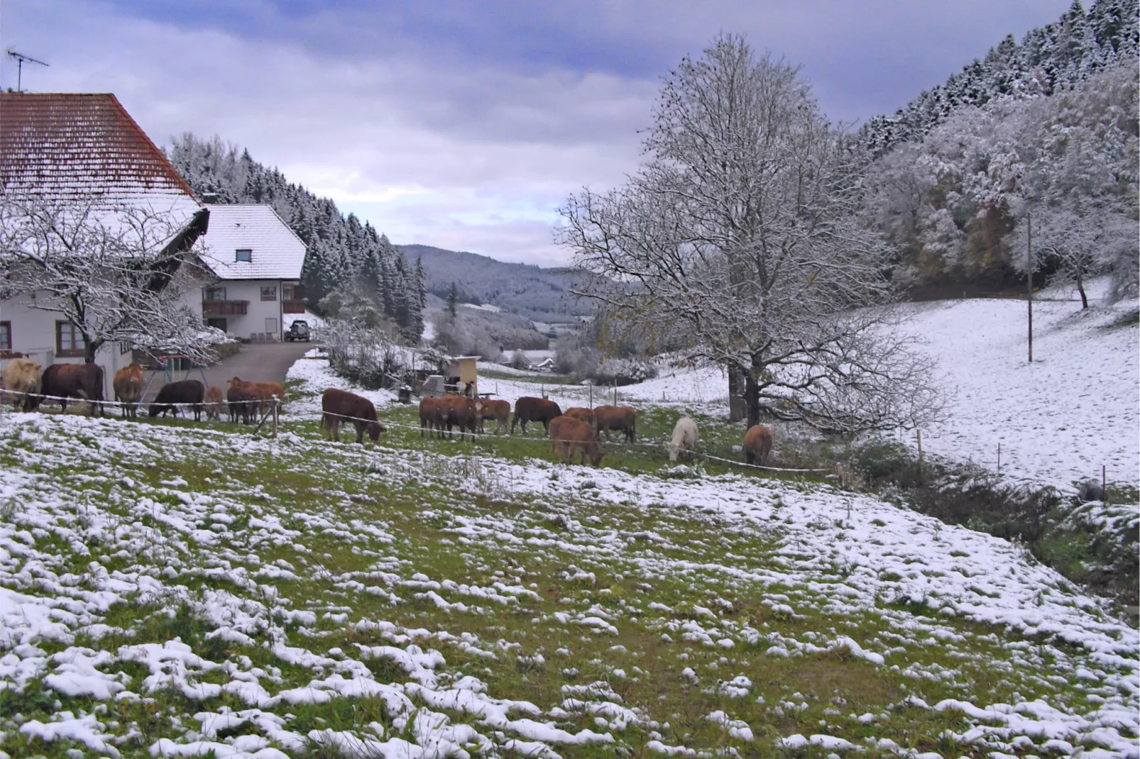 Am Stulzenhof-Tuin winter