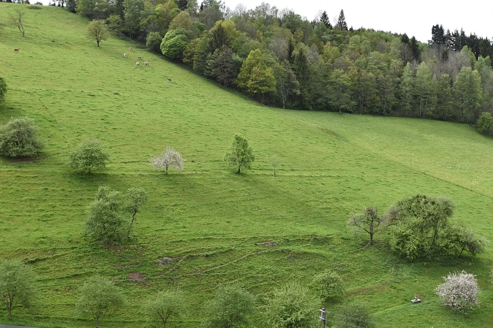 Schwarzwald-Gebieden zomer 1km