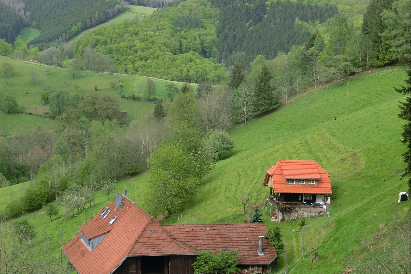 Schwarzwald-Gebieden zomer 1km