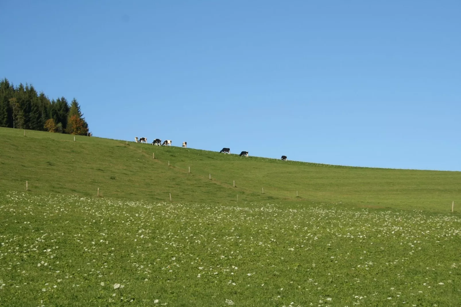 Brandenberg-Gebieden zomer 5km