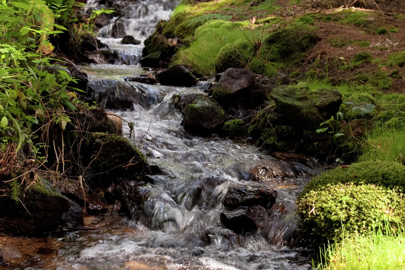 Bayerischer Wald-Gebieden zomer 5km