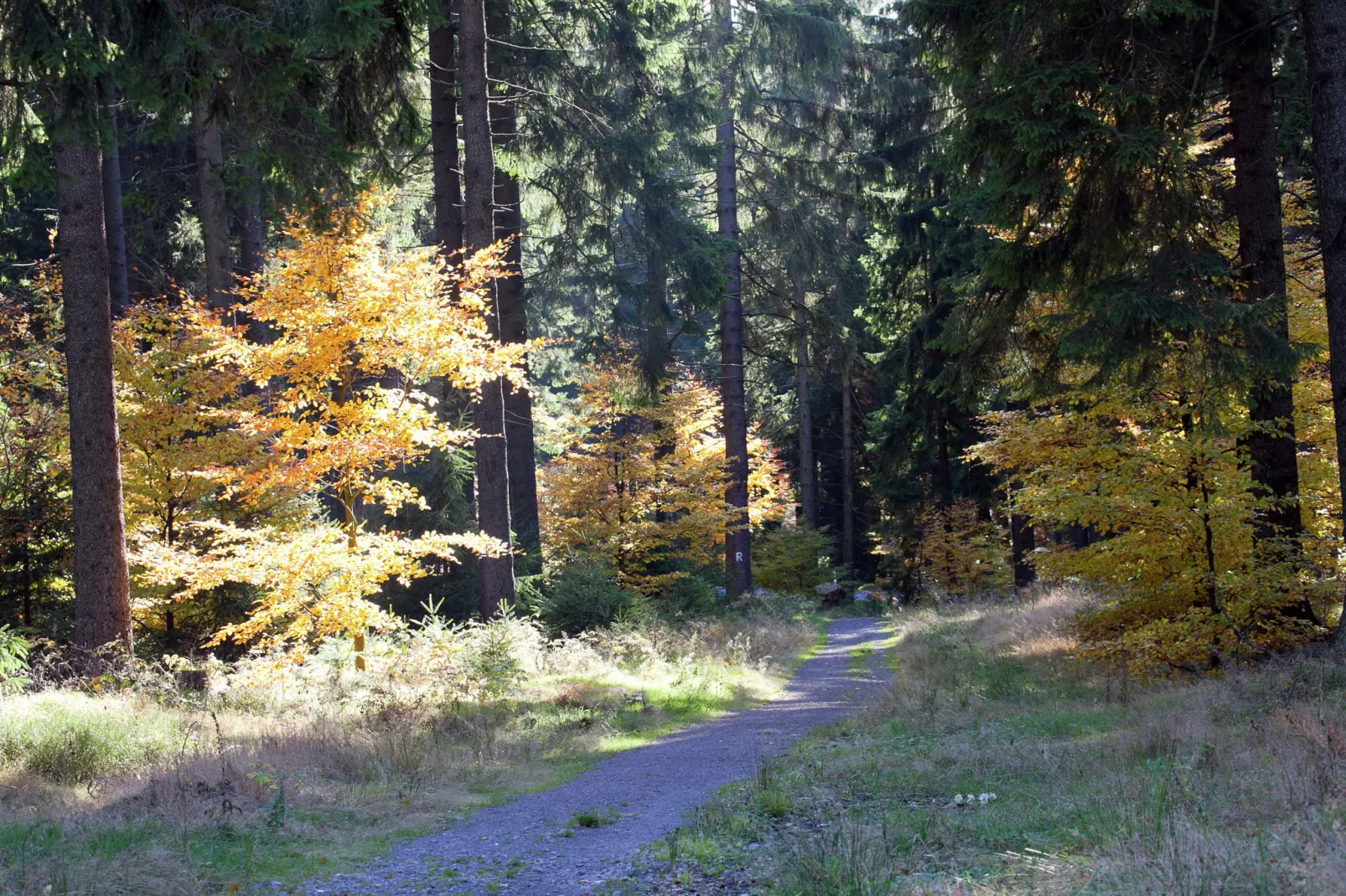 Waldblick-Gebieden zomer 20km