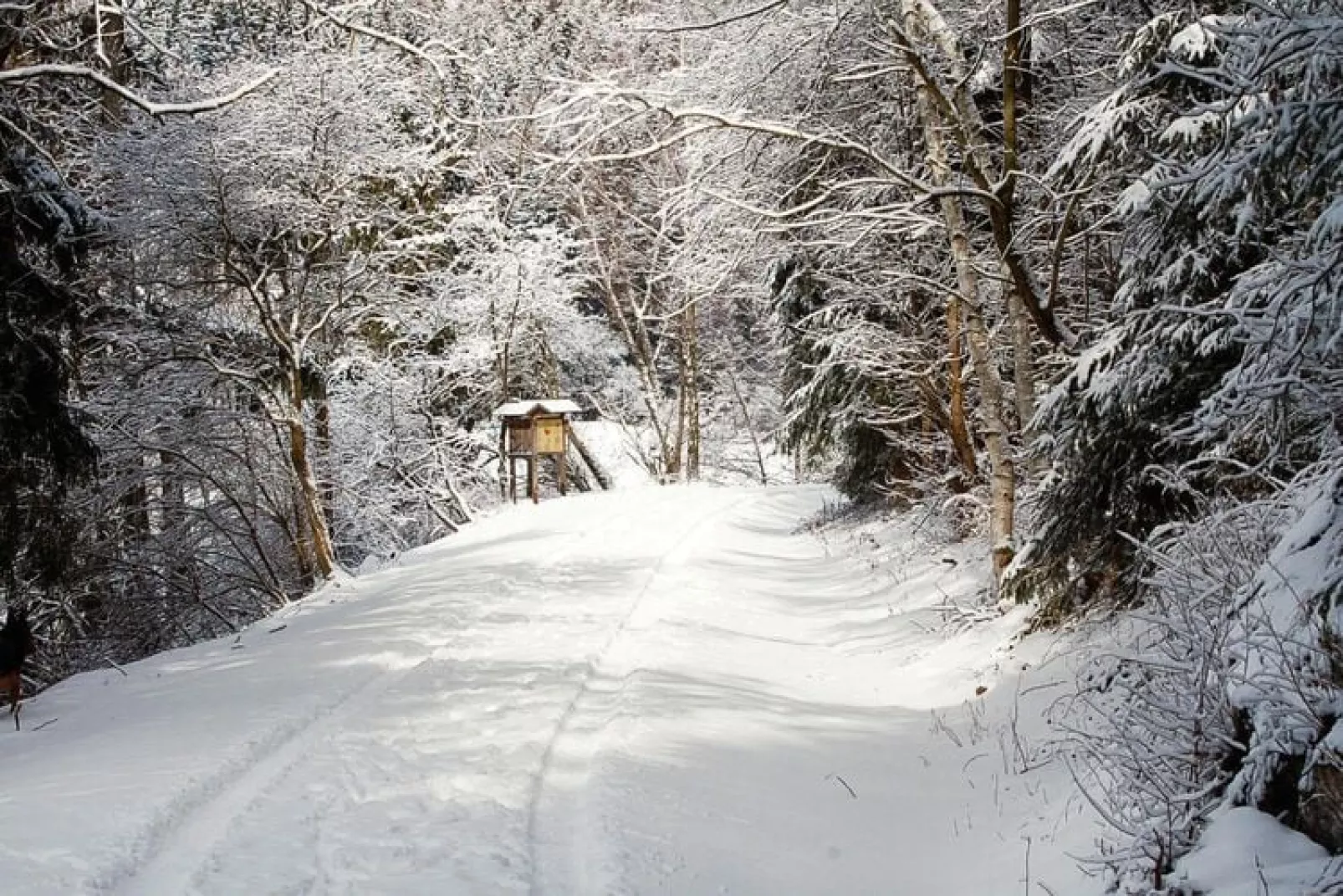 Hasselhäuser-Gebied winter 5km