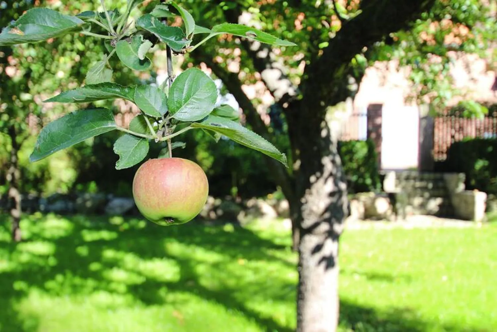 Rosenhof 250 qm-Tuinen zomer