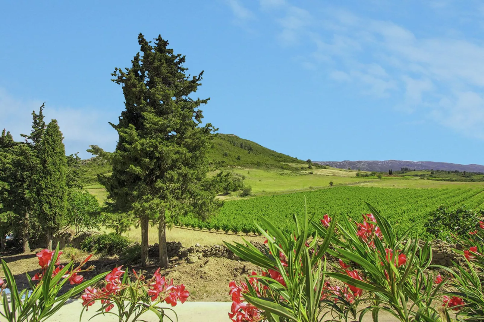 Gîte de luxe dans les vignes 1-Uitzicht zomer