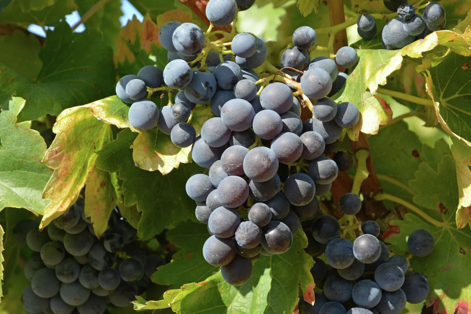 Gîte de luxe dans les vignes 2-Sfeer