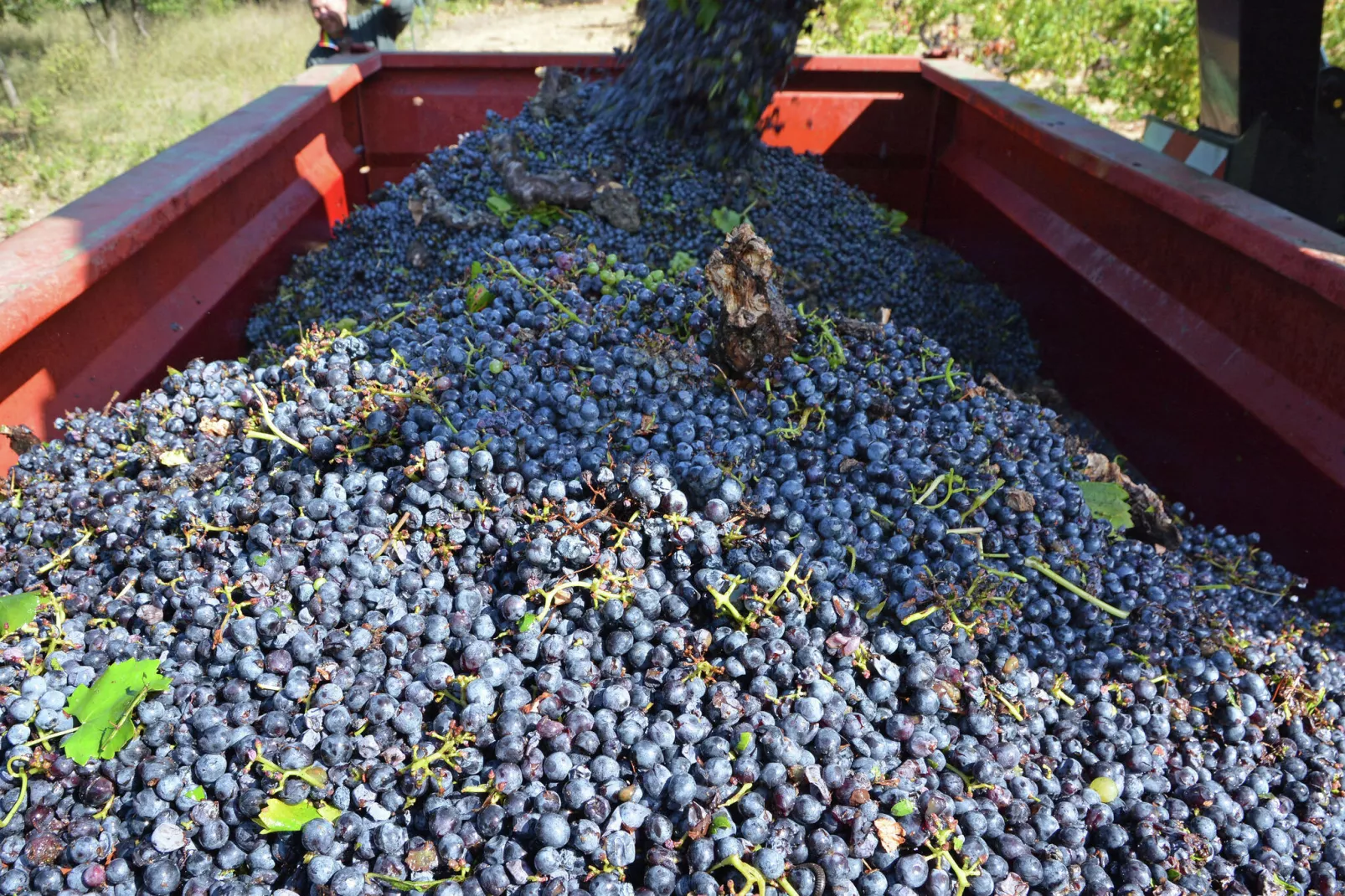 Gîte de luxe dans les vignes 2-Sfeer