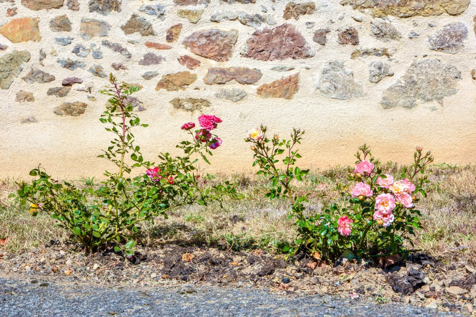 Authentique maison auvergnate-Tuinen zomer