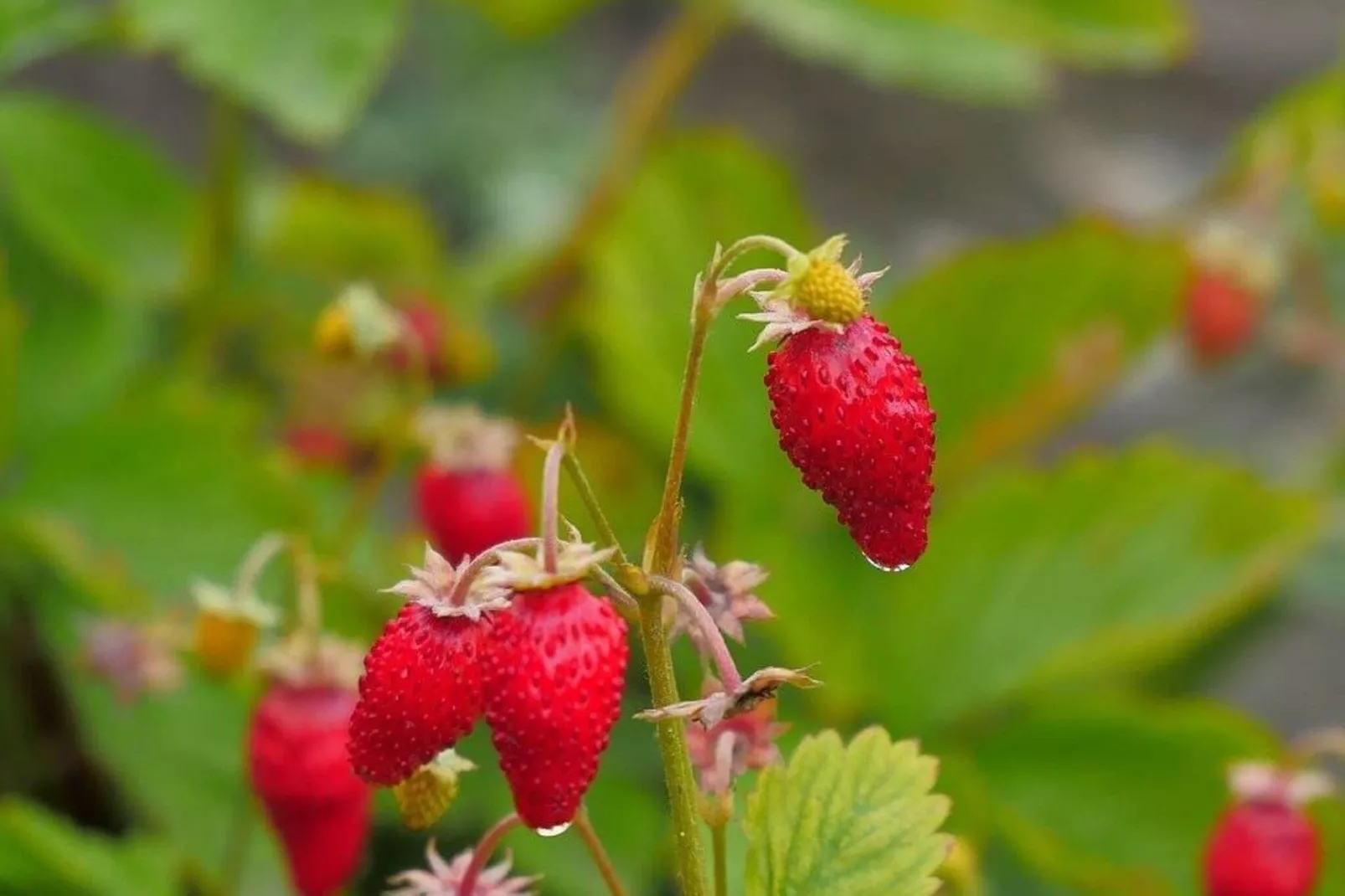 Fraise Du Bois-Sfeer