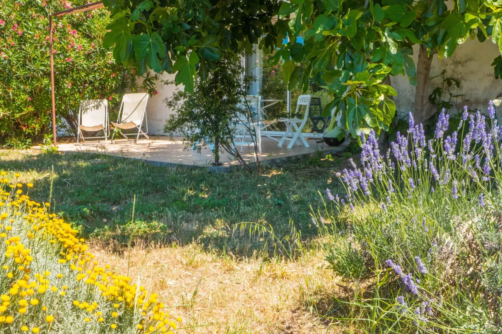 Maison de vacances - MURVIEL-LES-BEZIERS-Buitenkant zomer